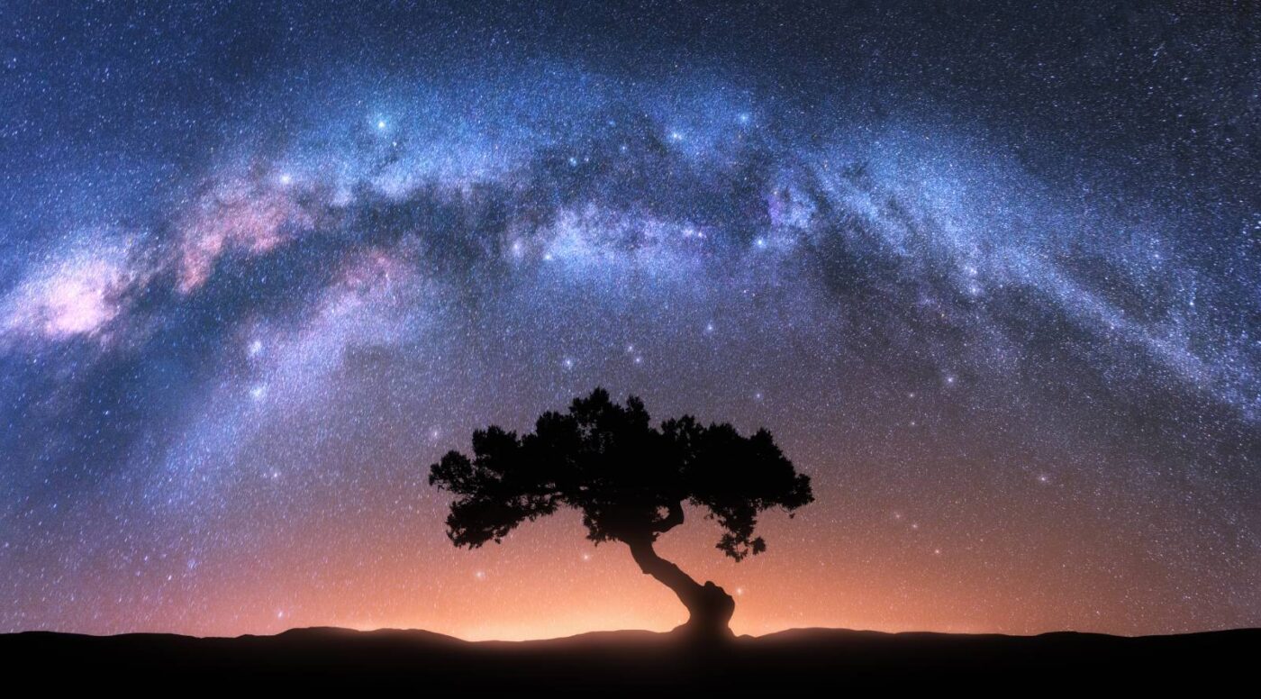 Night sky timelapse tree silhouette